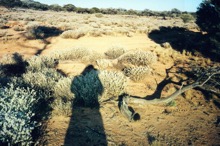 australian desert